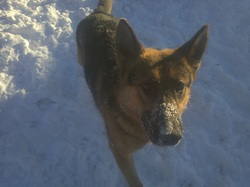 Ziva loves the snow!